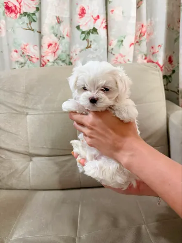 Filhote fêmea de Maltês com 1,5 meses e Pedigree