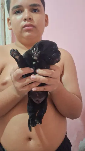 Filhote de cane corso