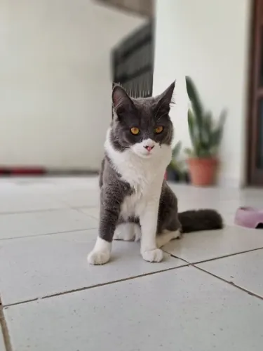 GATO CASTRADO