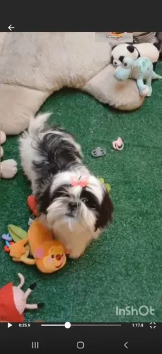 Filhote Shih tzu Fêmea Tricolor - EvaFilhotes 