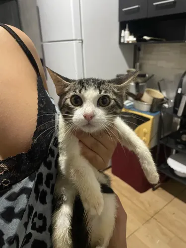 Gatos filhotes para adoção
