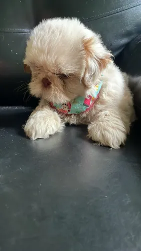 Shih tzu MACHO OPORTUNIDADE 
