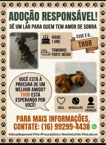 Doa-se cachorro porte médio macho 