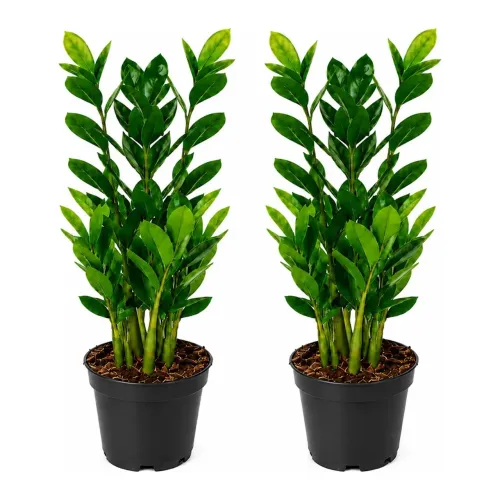 Kit 2 zamioculcas 