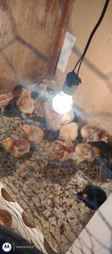 Pintinhos de Rhode Island red