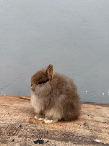 Coelho anão de netherland dwarf 