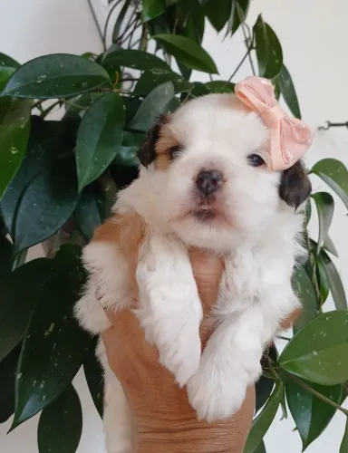 FÊMEA LHASA APSO