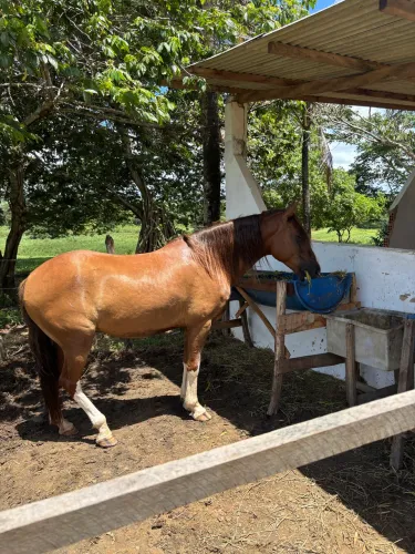 Vende-se cavalo manga larga