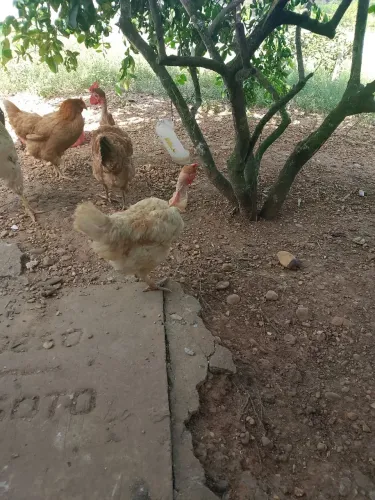 Galinha