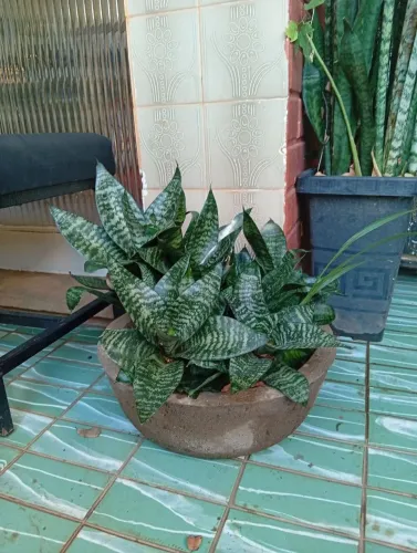 Plantas 