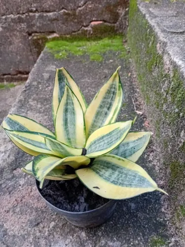 Muda de espada de sao jorge