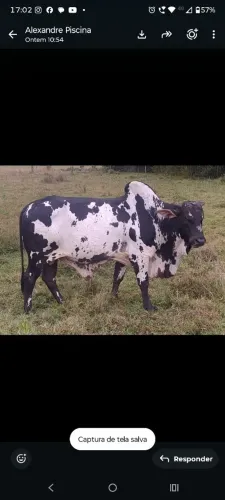 Vendo touro nelore pintado 