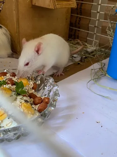Ratos Twister adultos.