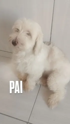 Filhotes de poodle para vender