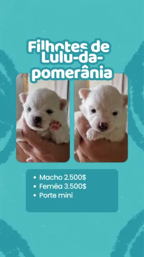 Filhotes de Lulu-da-Pomerânia