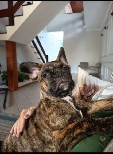 Bulldog Francês 