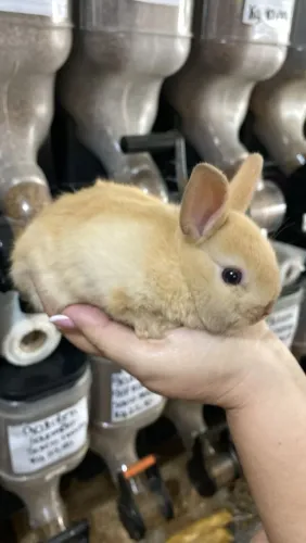 Mini coelho