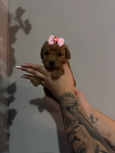     Poodle Toy Red Filhote Premium com Contrato e Garantia