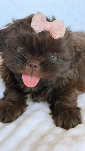 Shih Tzu. Uma chocolate cheia de charme!!