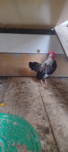 Galo mini caipirinha