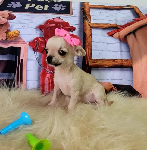Chihuahua de excelente linhagem