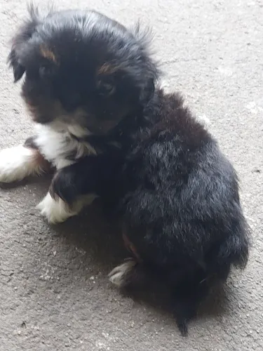 Vende  filhote macho shitsy 45 dias