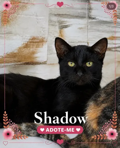 Gato para adoção