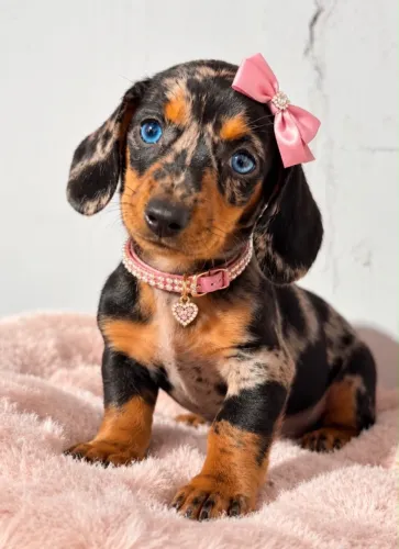 Dachshund fêmea mini