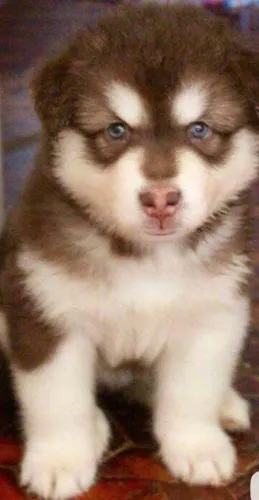 Husky siberiano para novo lar