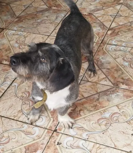 Cachorro para doação 