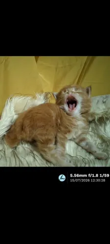 Maine Coon Gato Gigante Filhotes