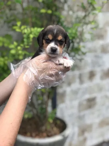 Beagle: Amor, Companheirismo e Compra com Segurança