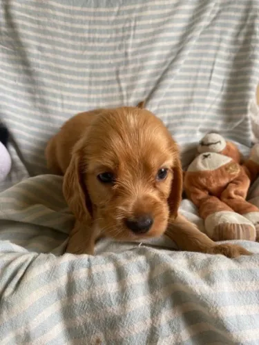 Cocker spaniel filhote disponivel