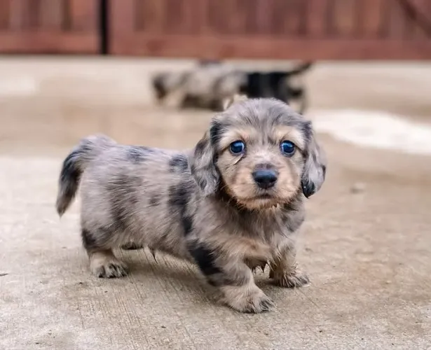 Agora vc achou seu bb de Dachshund conosco!! 