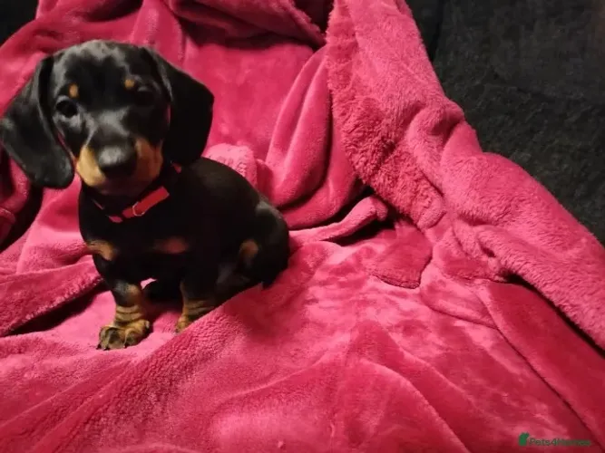 Filhotes dachshund/teckel/basset/salsicha/cofap ótima genética e saúde