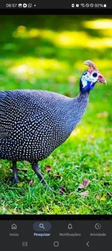 Vendo filhotes de angolista