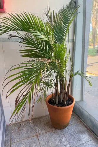 Palmeira Areca em vaso de barro