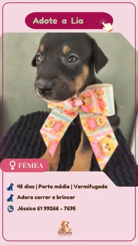 Adote a Lia