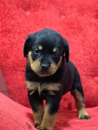 Cachorro