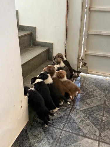 Filhotes Border Collie