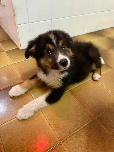 Vendo um Border Collie