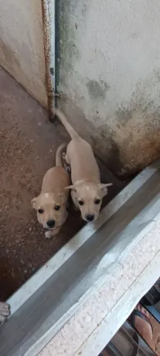Fêmeas disponível para doação