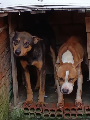 Doa-se um Pitbull staffordshire e um cão sem raça definida