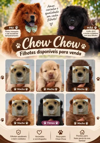 Filhote de Chow Chow Branco