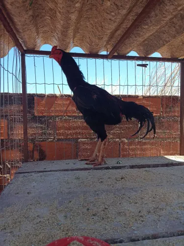 Frango índio