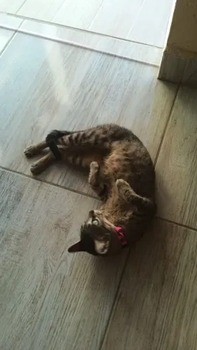 Doação de filhote de gato