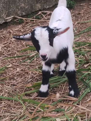 Mini cabra ( mini cabritinho)