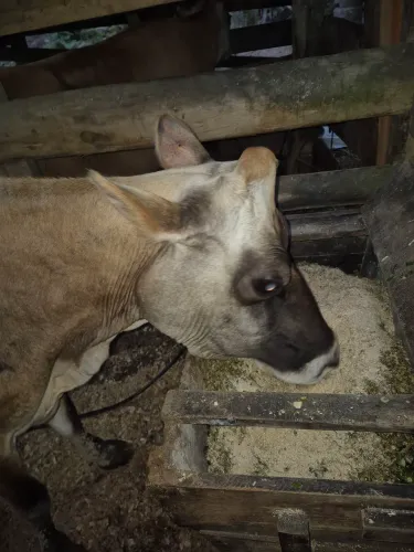 Vaca de leite