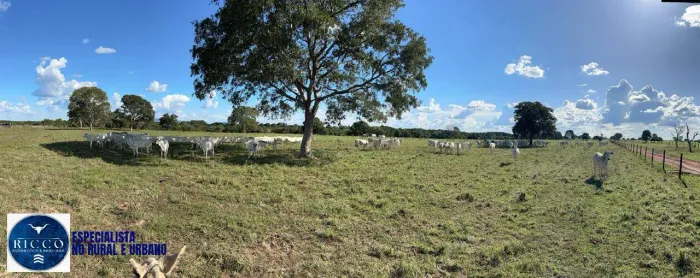 Fazenda à Venda em Araguaçu 159 Alqueires Estruturada para Pecuária