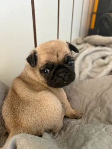 Cachorrinho Pug